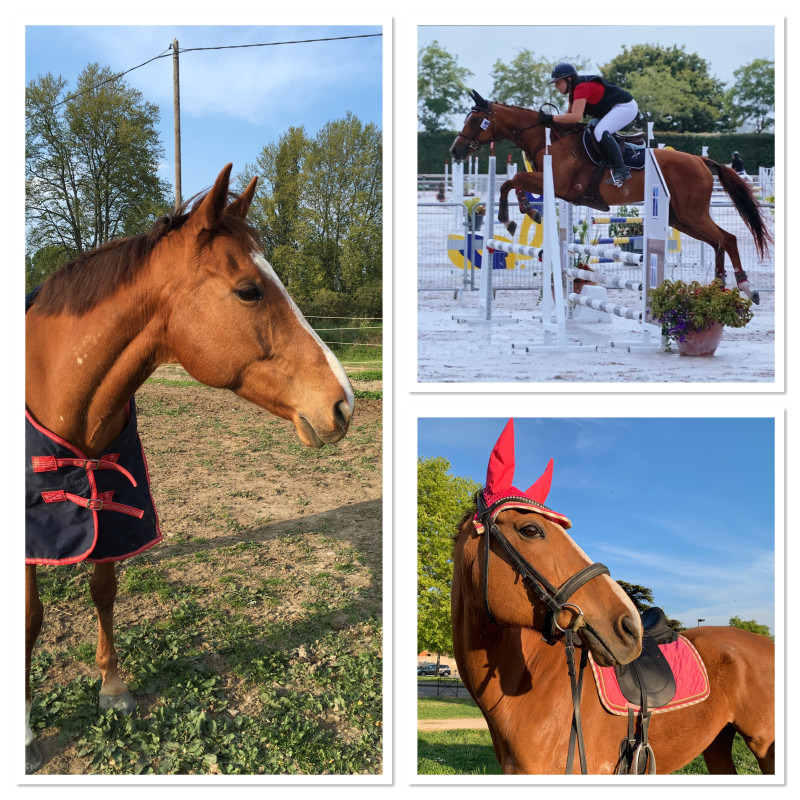 Cheval alezan a vendre sales