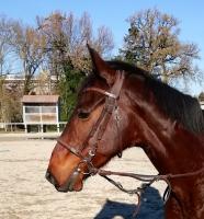 annonce trotteur francais vendre