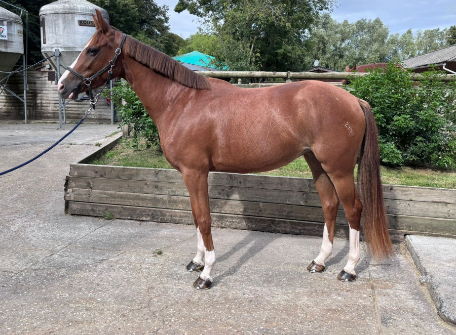 Vente de cheval : lezia d?adonis