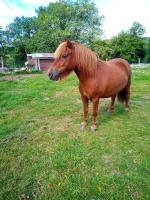 Vente de poney