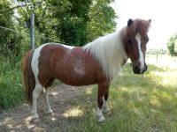 Vente de poney