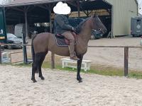 Vente de cheval : Lady blue LMD