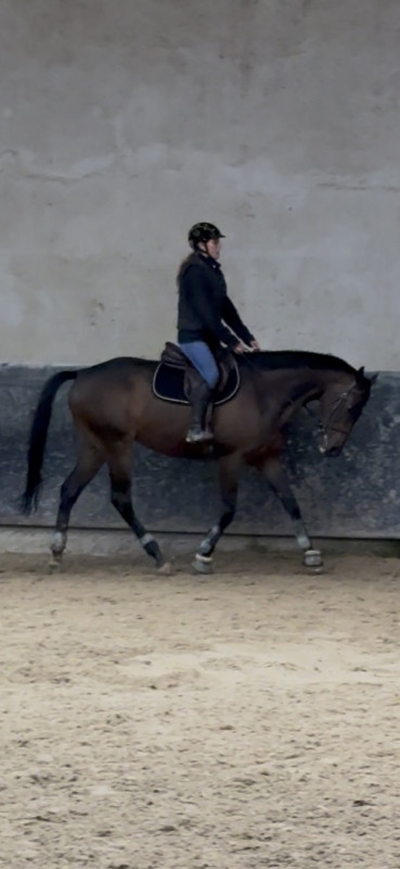 Vente de cheval : Dans Le Mil