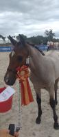 Vente de poney
