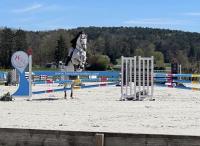 Vente de cheval : Design Cardan