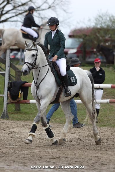 Entier Cheval de Sport Belge