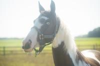 Vente de cheval : Lextase