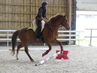 Vente de cheval : Campinuella