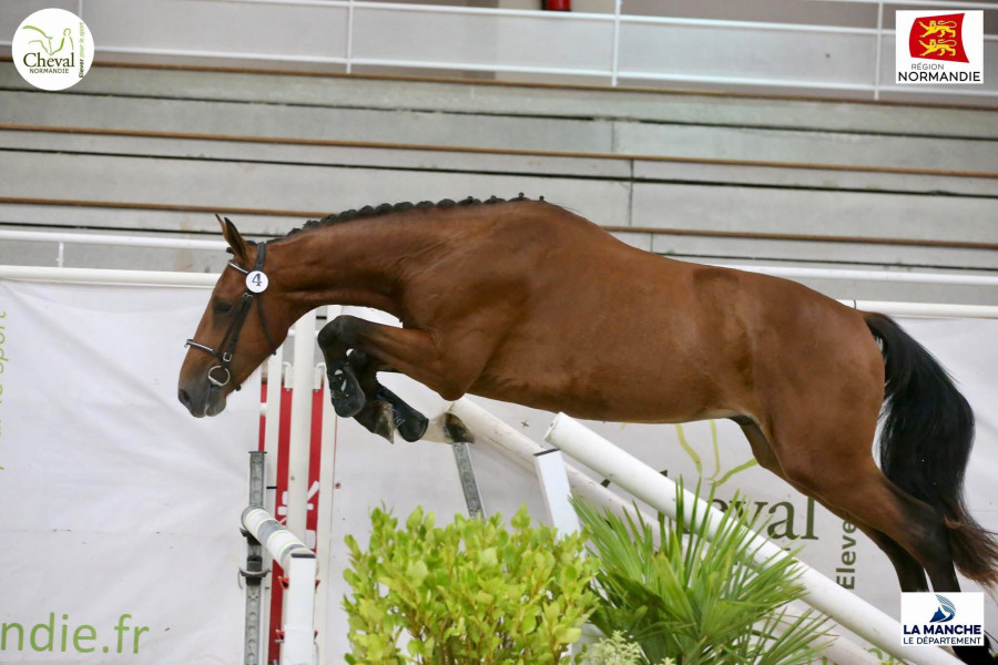 Vente de cheval : N?Enoch de Brehat