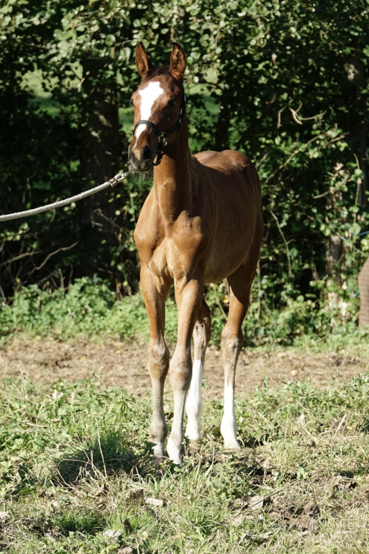 Vente de cheval : CarpeDiem Du Tint Z