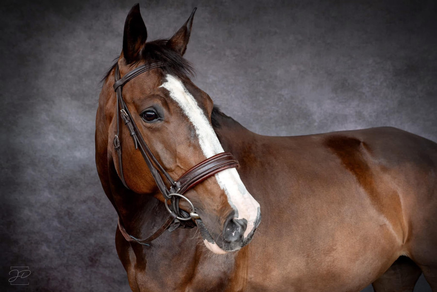 Vente de cheval : Caala des Effeuillers 