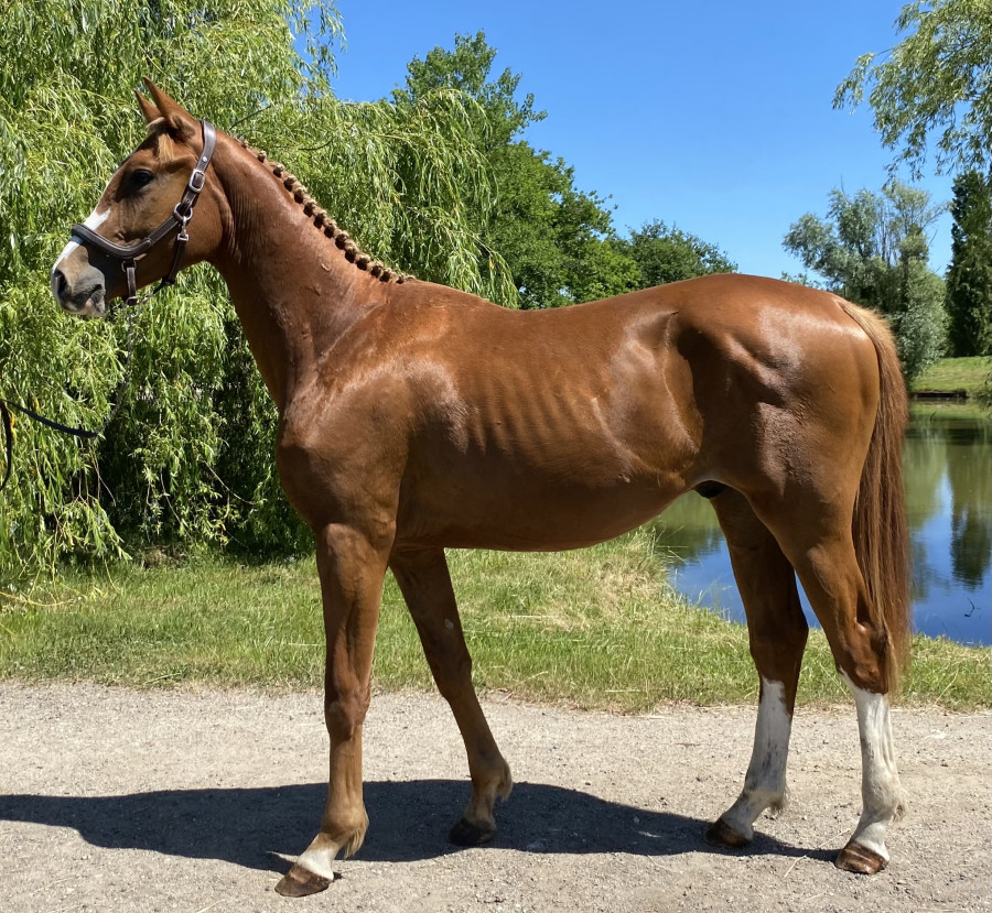 Vente de cheval : Nelson de PAQ