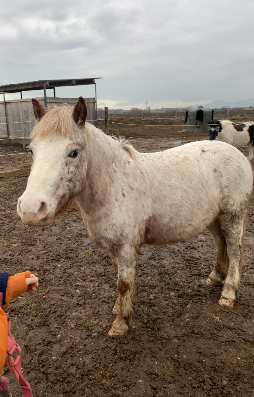 Vente de cheval : Minni