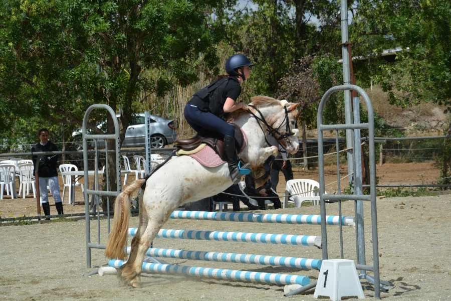 Vente de poney