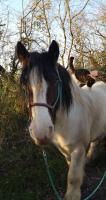 Vente de cheval : Fred