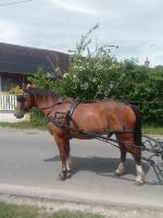 Vente de cheval : CORDIAL