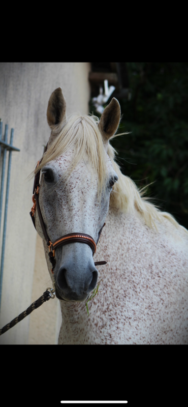 Vente de cheval : Te Quiero de kervez