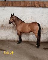 Vente de cheval : Falkao