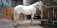 Vente de cheval : Rolling stone duff