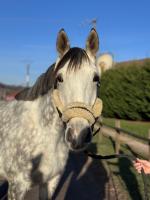 Vente de cheval : Japeloutte de MOLION 