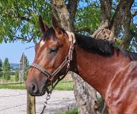 Vente de cheval : Macgrano de MOLION 