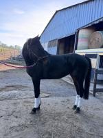 Vente de cheval : Let it be de MOLION 