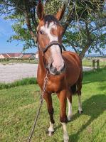 Vente de cheval : Mustang de MOLION 