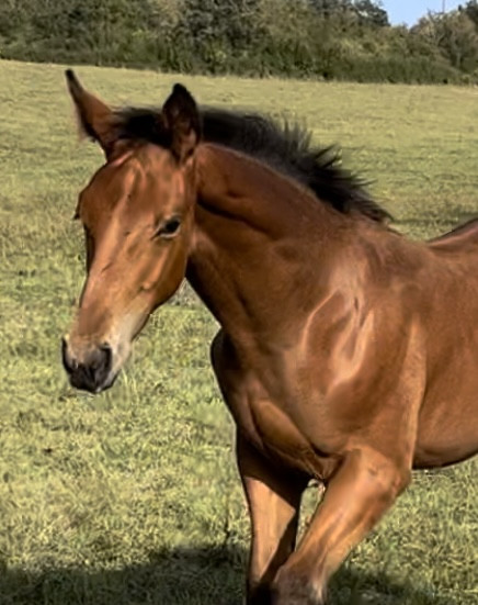 Vente de cheval : N