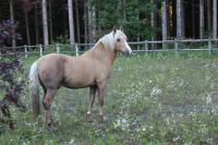 Vente de cheval : Nounou