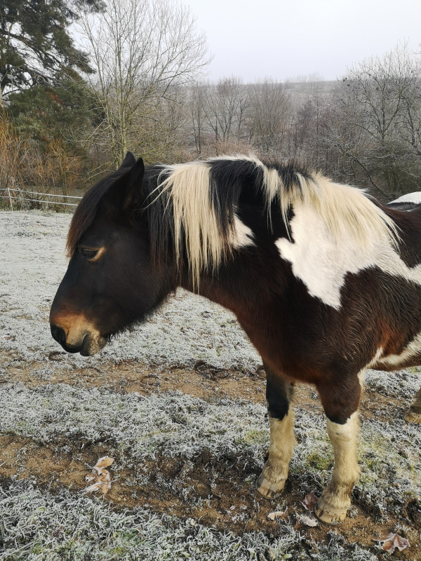 Vente de chevaux