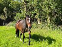 Vente de cheval : Denver et Solido