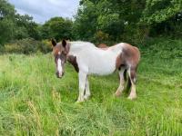 Vente de cheval : Pistache