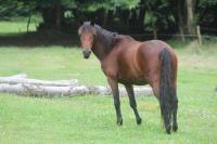 Vente de cheval : JIMMY