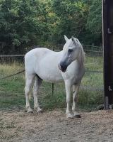 Vente de cheval : baktaran