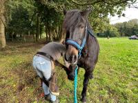 Vente de cheval : ESPLENDIDA