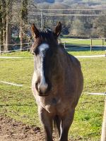Vente de cheval : Blue Boy Spat