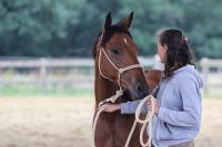 Vente de cheval : Merveille 