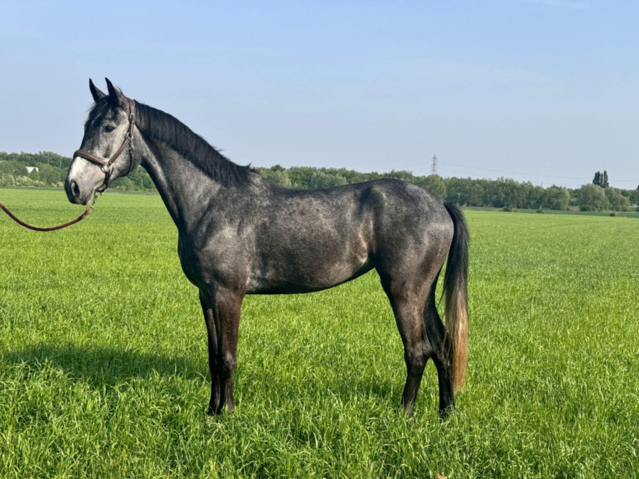 Vente de cheval : Robertqlineke