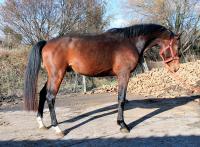 Vente de cheval : Okidoki