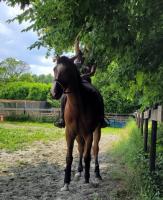 Vente de cheval : Odin de valmont