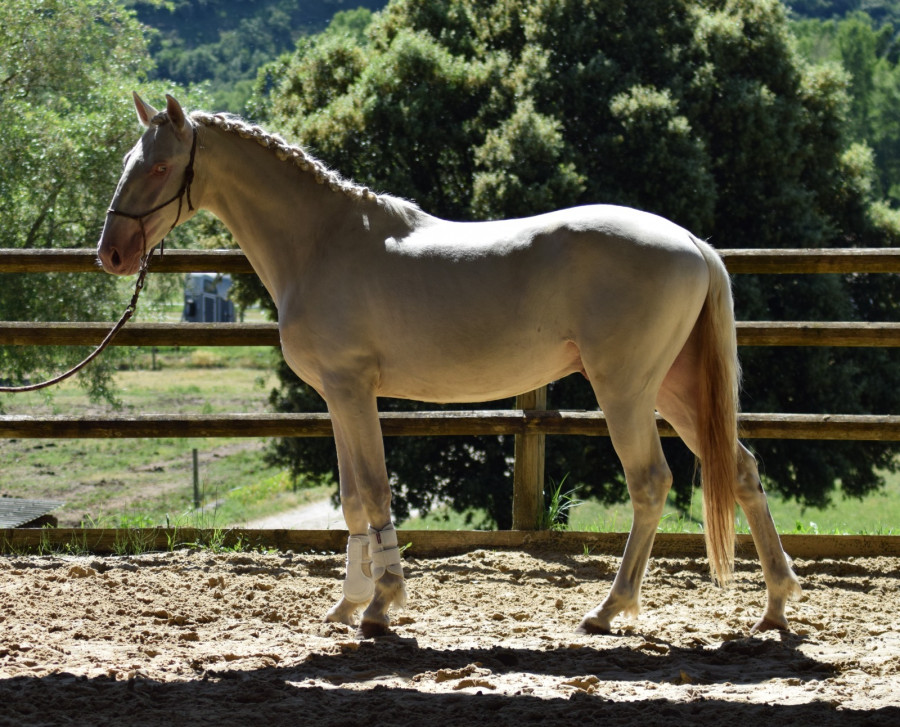 Vente de cheval : Thals 