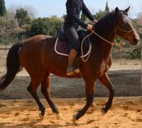Vente de cheval : Isis