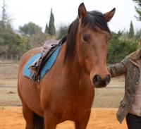 Vente de cheval : Caador