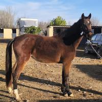 Vente de cheval : Magnolia des mailheuls 
