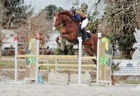 Vente de cheval : Diego du plasson 