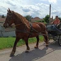 Vente de cheval : Enza