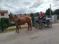 Vente de cheval : Etoile