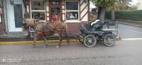 Vente de cheval : Kaline