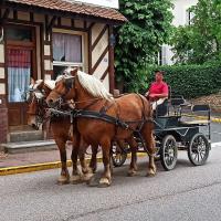 Vente de cheval : Cigongne et Galaxie