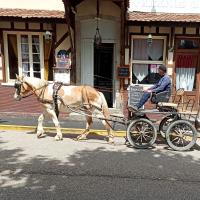 Vente de poney